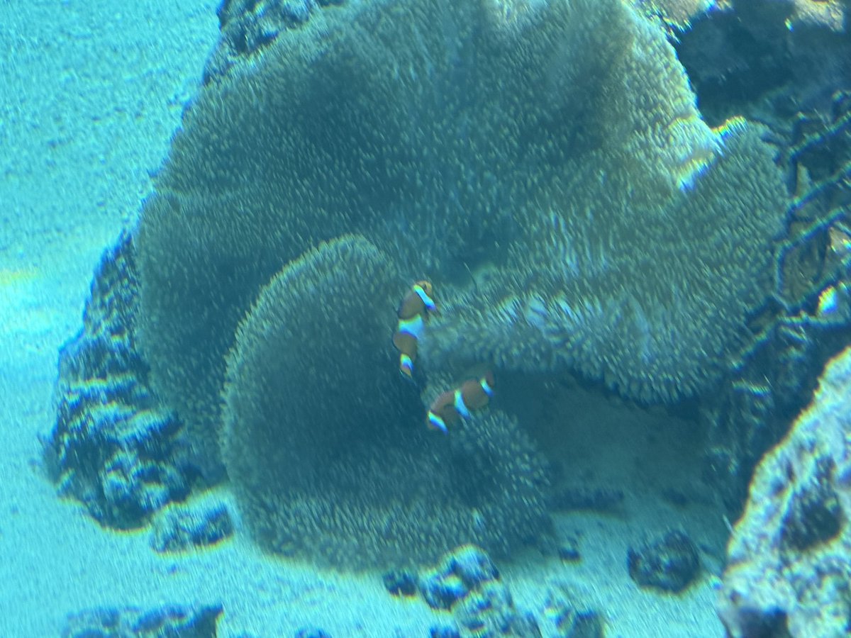sahatari's tweet photo. ニモ🐟

@OceanExpoPark https://t.co/b2kOegiAN1