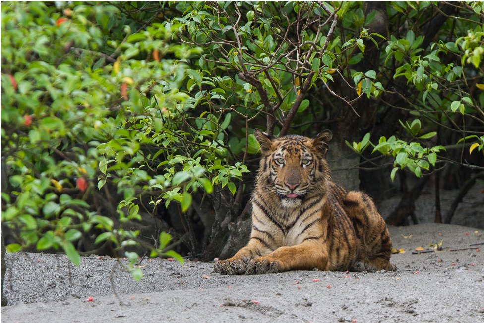 NAmazing44779's tweet photo. Bangladesh gets ready for its first release of tiger rescued from poachers’ trap. 
Now she's better and she's ready to go back to the wild. https://t.co/z6mIYrdX16