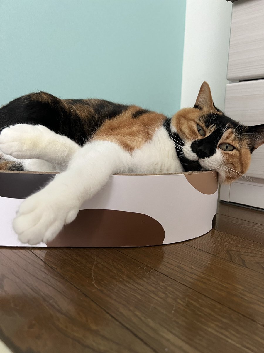 三毛猫はなこ (@hanako20180721) / Posts / X