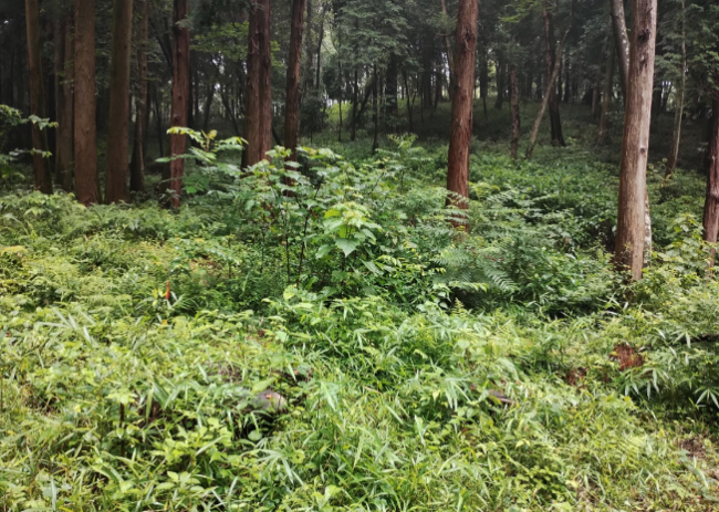 u_biodiversity's tweet photo. 戸祭山緑地で協働の一歩🍃
自然保護に取り組む市民団体と事業者をつなぐ「うつのみや生きものつながり活性化事業」
７月(公財)ｸﾞﾘｰﾝﾄﾗｽﾄうつのみやとﾄﾖﾀｳｯﾄﾞﾕｰﾎｰﾑ(株)が連携し緑地保全活動を行いました✨自然を守る取組の輪を一緒に広げてみませんか。
https://t.co/S07g08wWqB https://t.co/RE6kJ3vchS