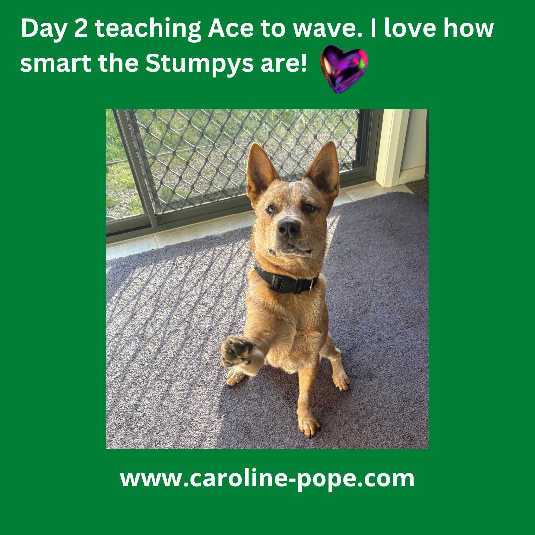 AnimalCST's tweet photo. #animalcommunication #tvdog #stumpytailedcattledog #petlovers #mybestfriend #dogsinfilm https://t.co/9Fa2qVGbP4