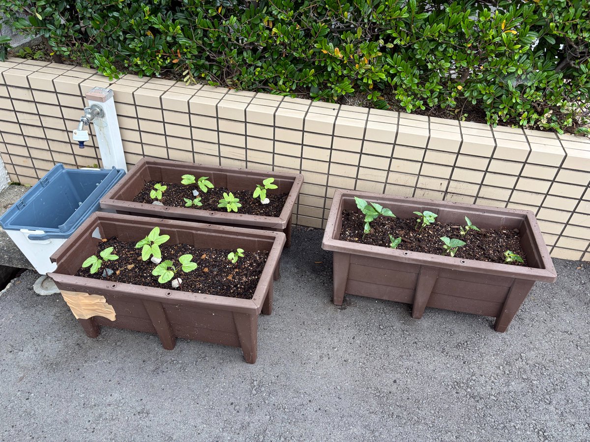 fuk_ccca's tweet photo. グリーンカーテンに挑戦（2）
－　プランターへの植え付け　－
今回のグリーンカーテンは3つのプランターで行います。アサガオ2つに、三尺ささげ1つ。
三尺ささげは発芽率が良いとのことで、後回しにしていましたが、直播で発芽率ほぼ100％の優秀さ。すぐにアサガオに追いついてモリモリになりました。 https://t.co/HpnOhzJSaI