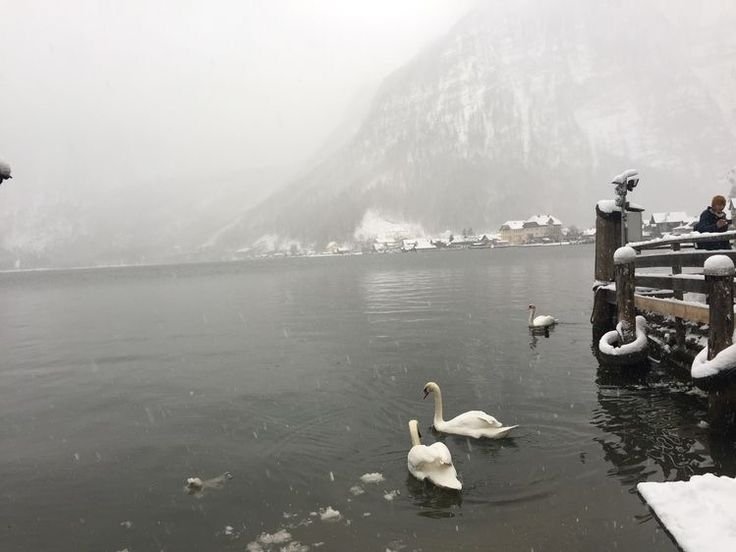 🦢 tweet media