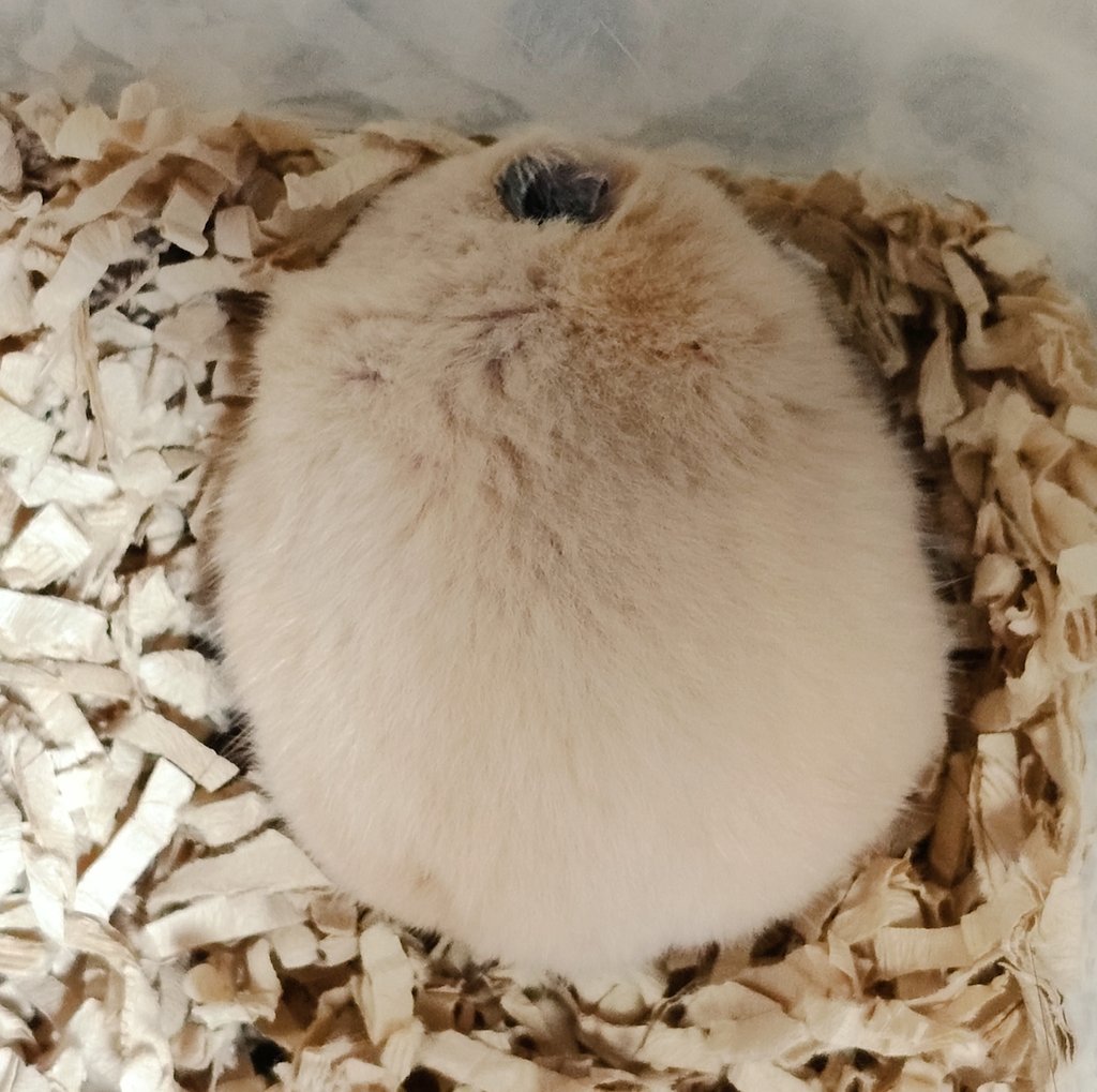 013ryuta's tweet photo. まんまる🐹 https://t.co/VGgODnvKlB
