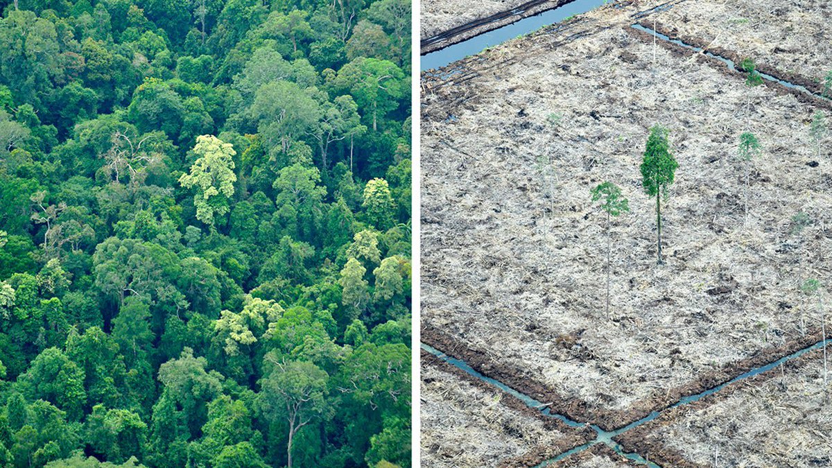 AbiluTangwa's tweet photo. Deforestation facts:
🦜 137 species/day extinct
🌍 12% of global CO₂ emissions
💧 100+ gallons of water loss per tree
⛰️ 24 billion tonnes of soil lost yearly
👥 50 million indigenous people at risk
Forests = our life support. Don't let them disappear.
#EcoFacts #RestoreNature https://t.co/UXfFeaeo0o