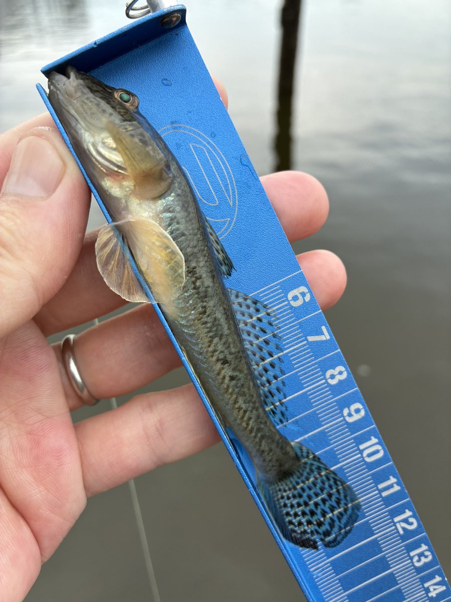 sugar19751124's tweet photo. 今日も元気にハゼ釣り🎣

ホームポイントで立ち込み拾い釣り🤏

時々雨に打たれながら6:30〜13:30⌚️

干潮前後の約1時間は当たりが少なく効率が悪いので休憩🍙🥤

今日は沈み岩周辺が溜まり場で入れパク状態
元気な引きと数釣りを楽しめましたー🤣

マハゼ 219匹
ウロハゼ  1匹
平均9cm位

＃ハゼ釣り https://t.co/JKXsh5DZBj