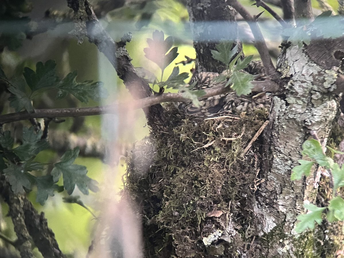 ScarecrowNeste1's tweet photo. Third replacement for this pair 

Only the 2nd nest we’ve known in Hawthorn - we couldn’t find this at egg stage despite looking straight at it from the other side ! 😄

Sneaky things, 5 healthy nestlings hidden in next to nowt ☺️

#SpotFly26 #NestRecordScheme
@spotyflycatcher https://t.co/s6ZeUo8XMa