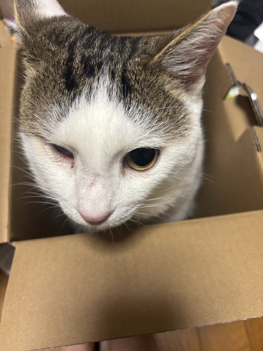 shamas76's tweet photo. 🐈 https://t.co/y26UIVGaXy