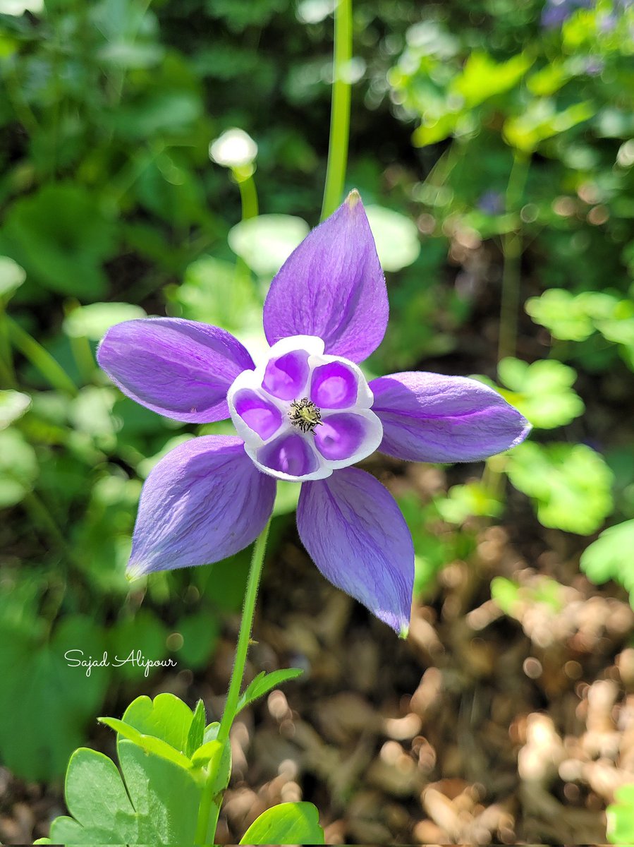 SajadAlipour98's tweet photo. Aquilegia olympica Boiss.
Ranunculaceae 
Mazandaran, Iran
June 2026
#wildflower #Aquilegia #ranunculaceae https://t.co/A9tHysqmnu