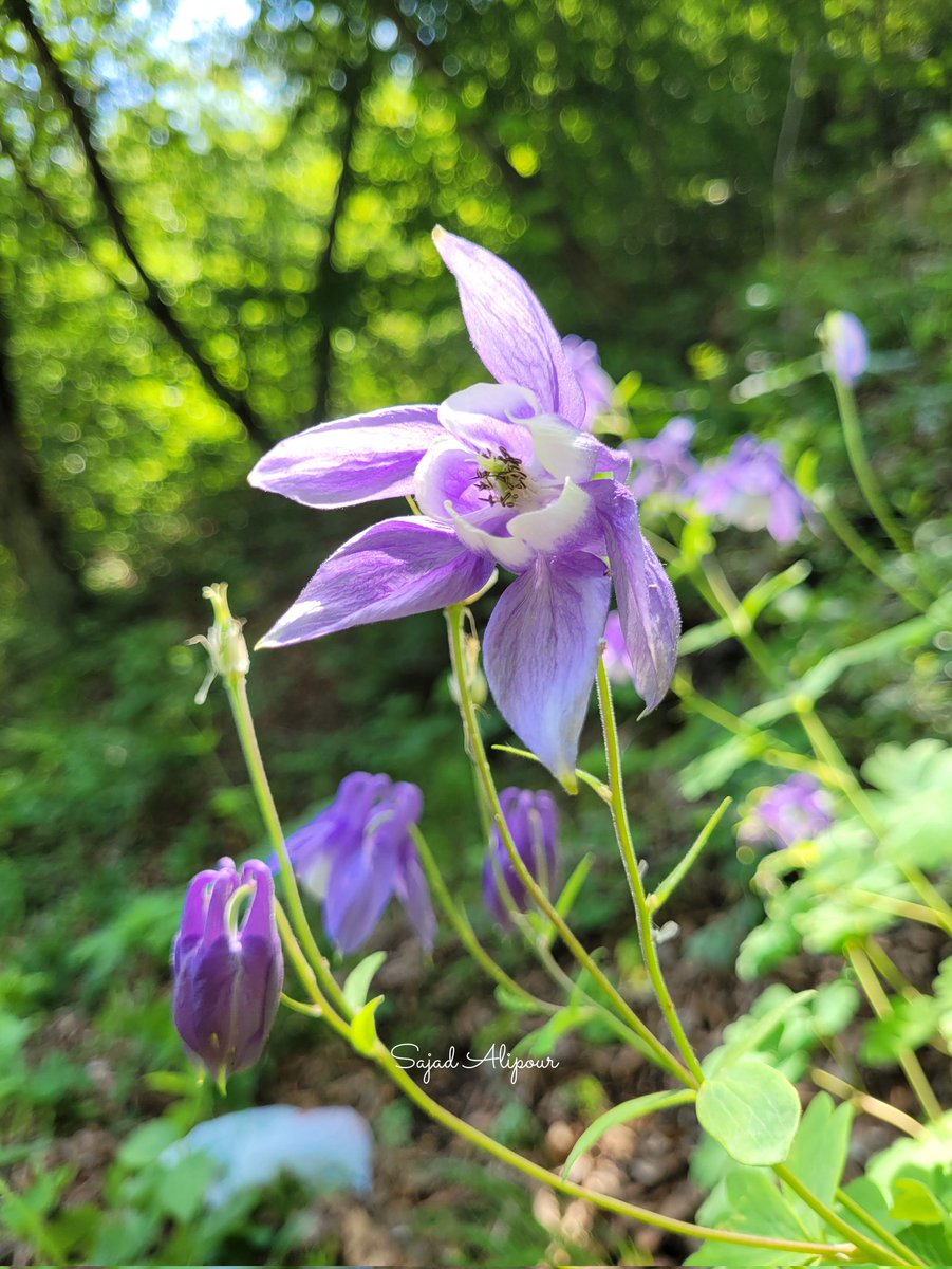 SajadAlipour98's tweet photo. Aquilegia olympica Boiss.
Ranunculaceae 
Mazandaran, Iran
June 2026
#wildflower #Aquilegia #ranunculaceae https://t.co/A9tHysqmnu