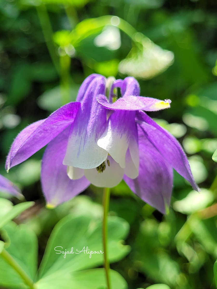SajadAlipour98's tweet photo. Aquilegia olympica Boiss.
Ranunculaceae 
Mazandaran, Iran
June 2026
#wildflower #Aquilegia #ranunculaceae https://t.co/A9tHysqmnu