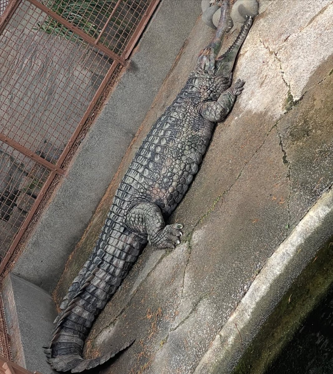 tan2001_yu's tweet photo. ワニ🐊
居たぁ‼️
#熱川バナナワニ園 
#ワニ🐊 https://t.co/E9evyozkVl
