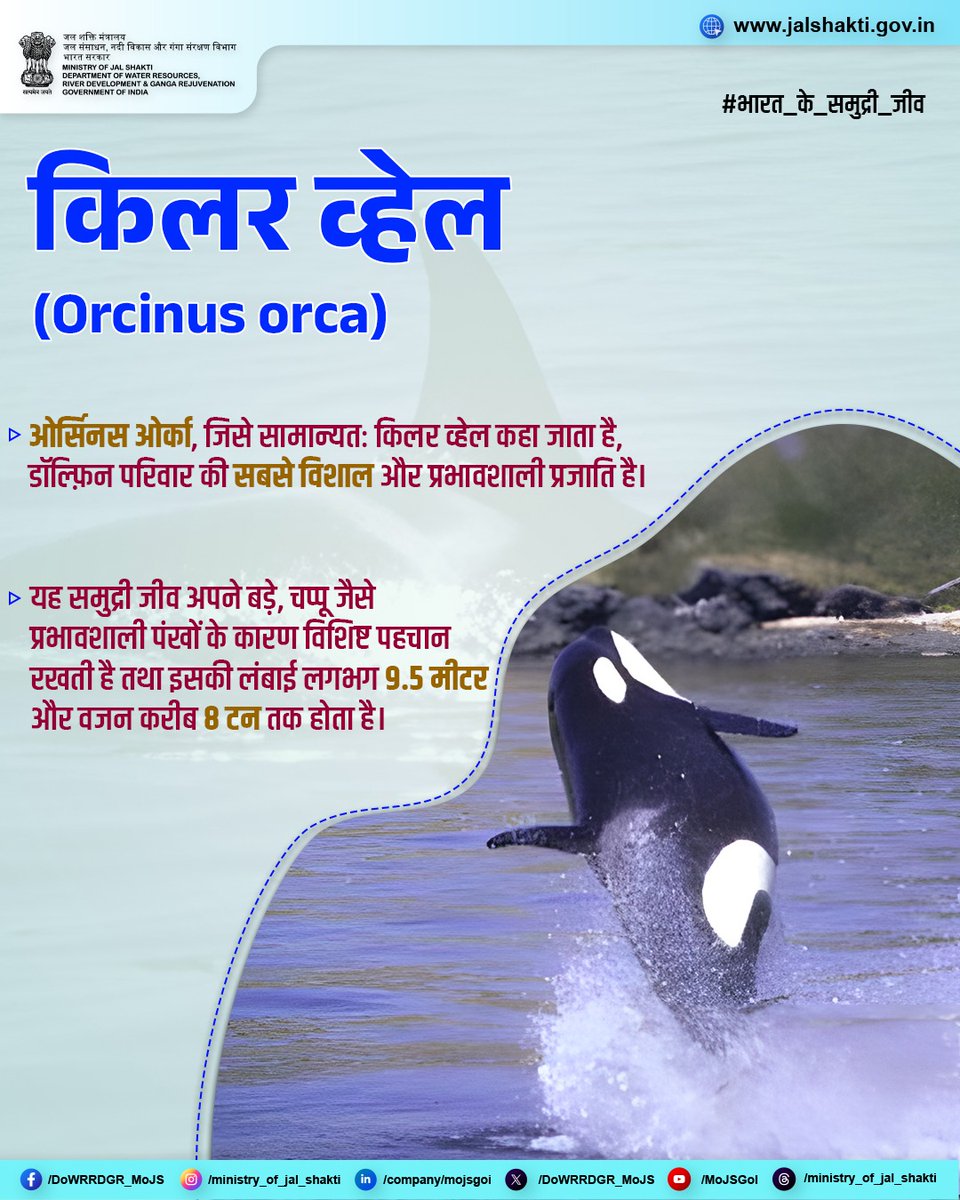 DoWRRDGR_MoJS's tweet photo. ओर्सिनस ओर्का, जिसे सामान्यतः किलर व्हेल कहा जाता है, डॉल्फ़िन परिवार की सबसे विशाल और प्रभावशाली प्रजाति है। इसका मज़बूत, सुडौल शरीर, गोल सिर और बिना चोंच वाला चेहरा इसे अन्य डॉल्फ़िनों से अलग पहचान देता है। इसके विशाल, चप्पू जैसे पंख तथा ऊँची पृष्ठीय पंख इसकी सबसे आकर्षक विशेषताओं में शामिल हैं। भारतीय समुद्री जल में किलर व्हेल की उपस्थिति अंडमान और निकोबार द्वीप समूह, आंध्र प्रदेश के तट, उत्तरी तमिलनाडु, पुडुचेरी तथा महाराष्ट्र से केरल तक फैले पश्चिमी तट पर दर्ज की गई है।

#भारत_के_समुद्री_जीव #MarineAnimalsOfIndia #OrnicusOrca #MarineAnimals #KillerWhale #IncredibleIndia #WaterManagement #WaterConservation #JalShakti