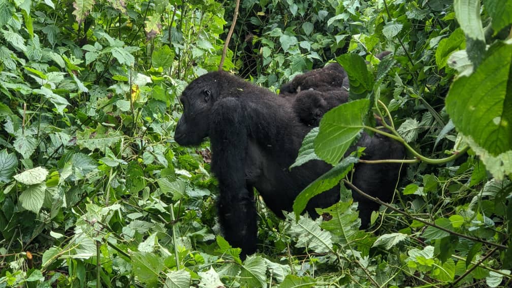 EkaTourisme's tweet photo. Bon debut de semaine à tous les amoureux du tourisme durable!
#EKATOUR, au coeur de la nature, au plus près des hommes!
@TourismeRDCongo https://t.co/fW0hlLe396