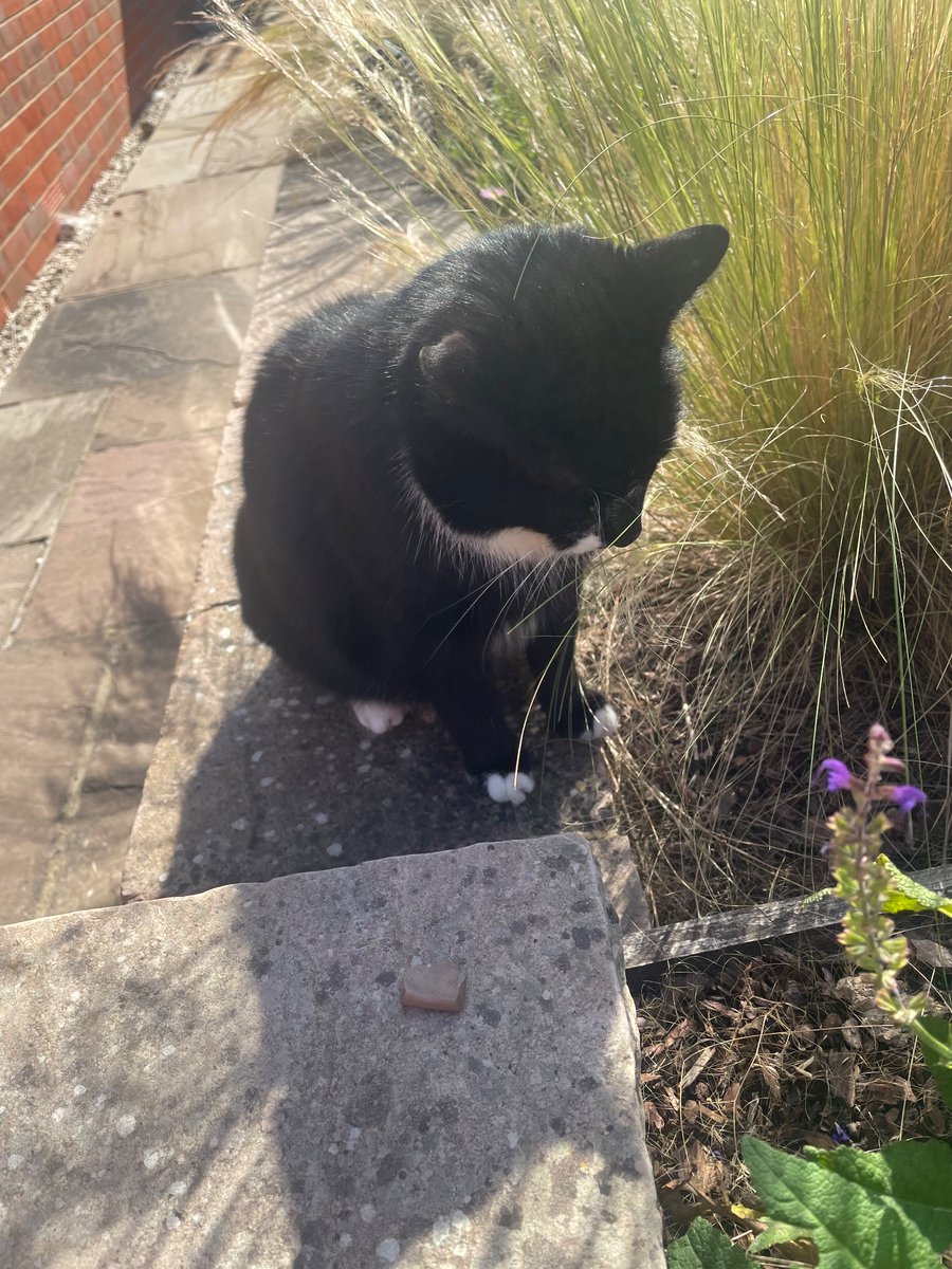 Mystic Queen of Maybe (Jan) & Teddy 🐈⬛ tweet media