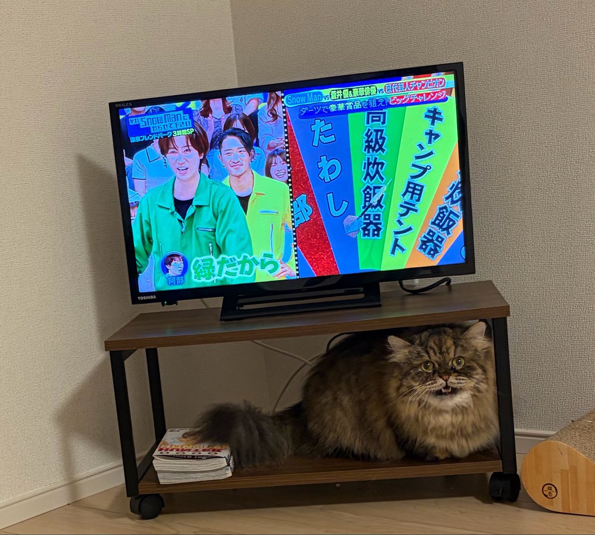 minuminuminue's tweet photo. 収まりがよすぎる猫 https://t.co/37oncl4lu1