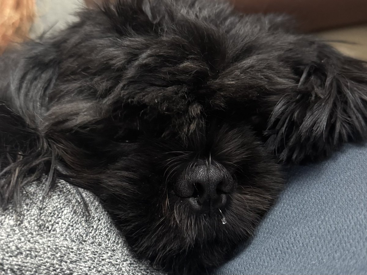 fIoofyclouds's tweet photo. These are my silly floofies for Valko’s pupper relay! c:

#ValkoIsLoved
#BringBackVALKO
#BringVALKOBack https://t.co/Cu1tvYjIvX