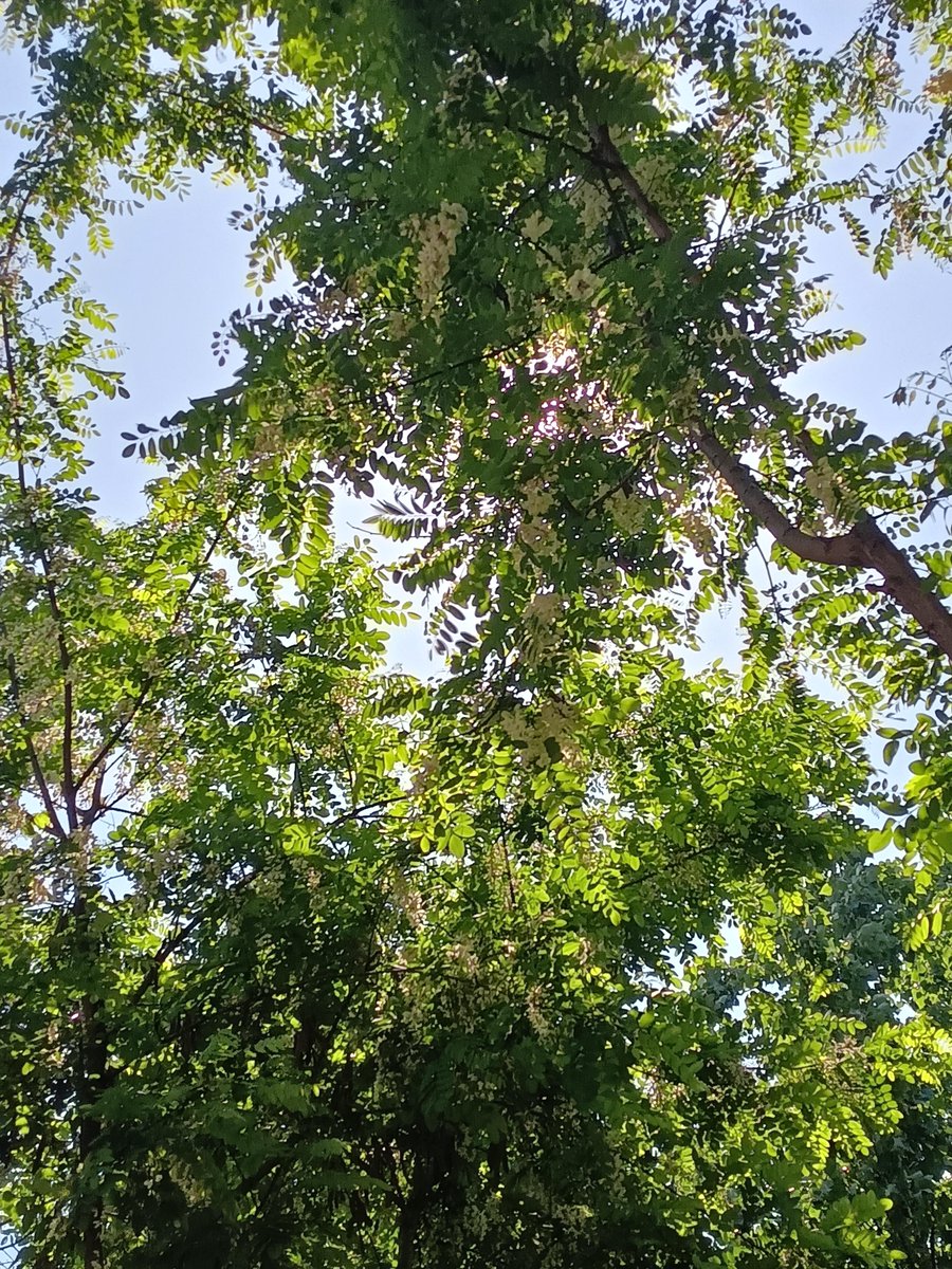 FanKendras's tweet photo. New to photography Start with these: natural light, rule of thirds, and practice daily. No fancy gear needed—just a phone u0026 curiosity! https://t.co/AUEN0e9kfK