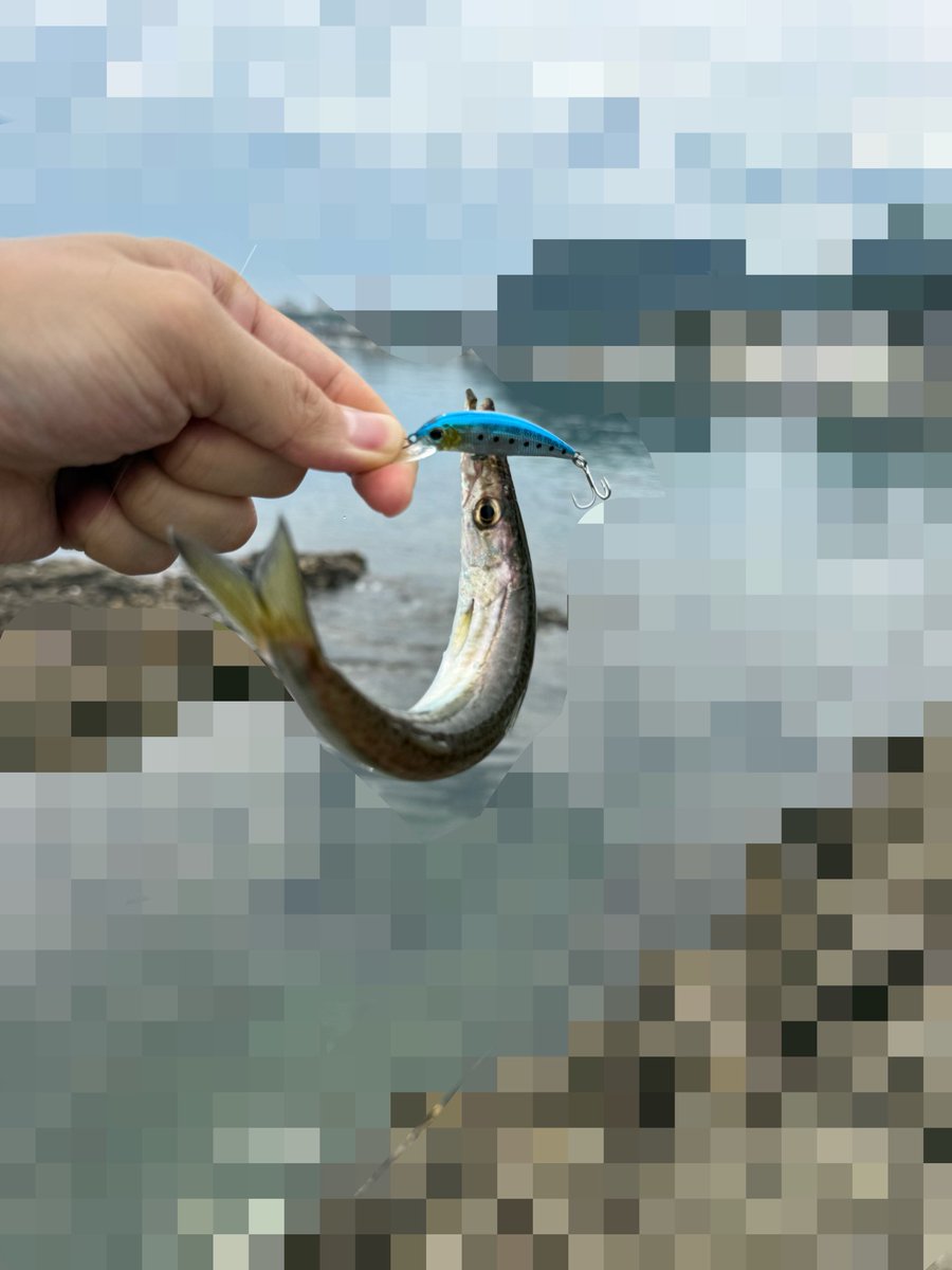 d5_fishing's tweet photo. ぺんぺんとソーダはいなかったけどカマスはいくらでもいた https://t.co/H2QMGFMLmW