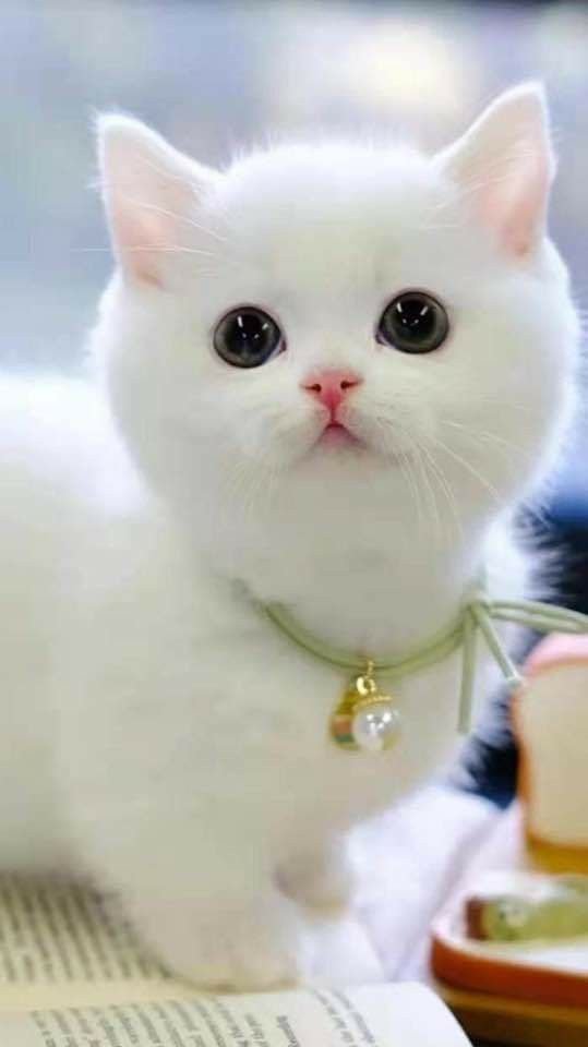 CatCuddleDaily tweet media