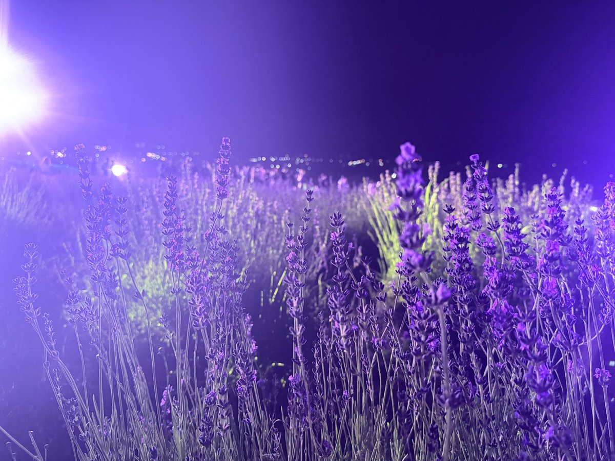 うさこ様 (@Usk0x0gg) / Posts / X