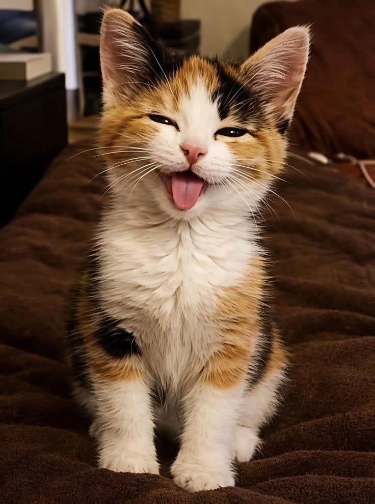 PawsAndLove tweet media
