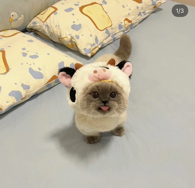MohniRakan's tweet photo. Follow @ASCIIcats_ and turn notis on now. They're dropping a free  mint on Robinhood. =^.^= 3333 pure-text cats × 9 lives · fully on-chain https://t.co/TFRQe9v0zb