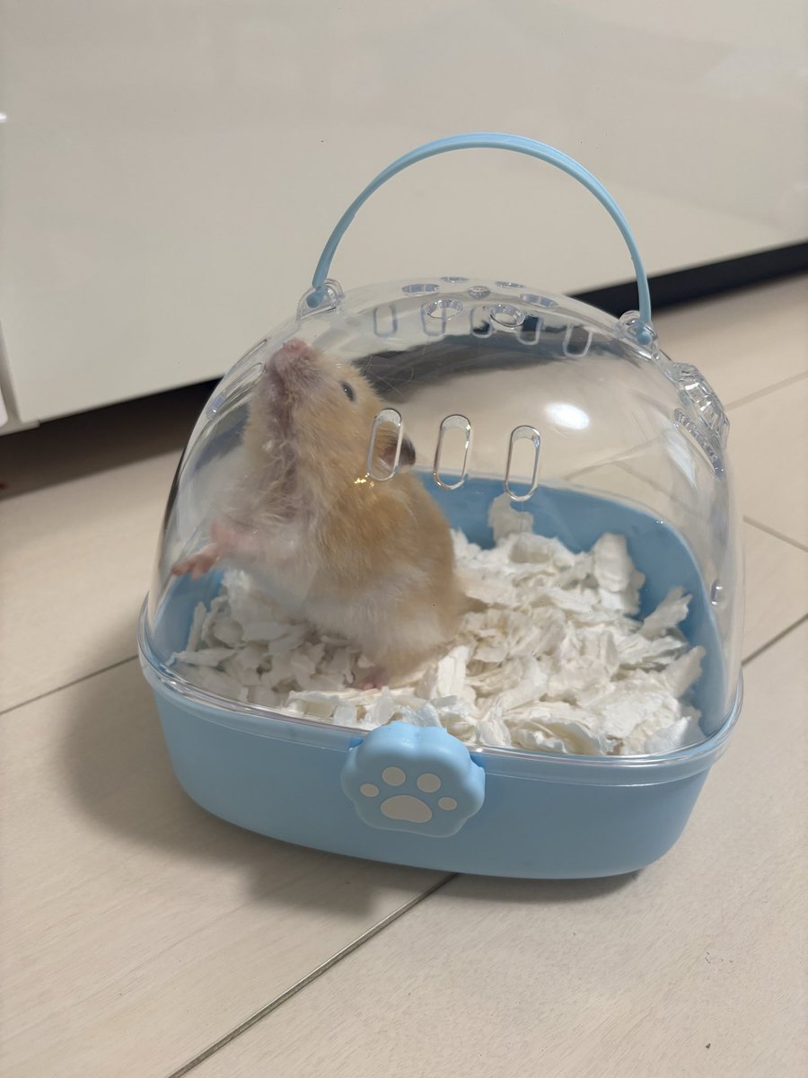 hamupotofu's tweet photo. ポトフちゃん、毛包虫症再発しちゃって病院行ってきた🏥
また何回か通うことになるけど、頑張ろうね🥲

お出かけゲージの中でモソモソ動いて、床材頭に乗っちゃっててかわいかった🥹 https://t.co/M5xyPgvMHx