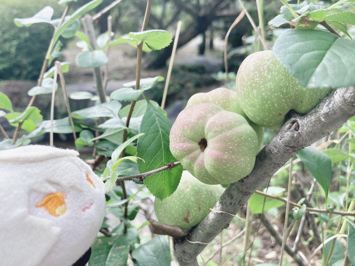 maki302's tweet photo. おさんぽ🍄
おおきなきのこときのみをみつけたのだ https://t.co/193V7gNKOL