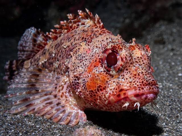 __1___1_____1__'s tweet photo. Daily fish (day 44). https://t.co/CbbvsY74k6