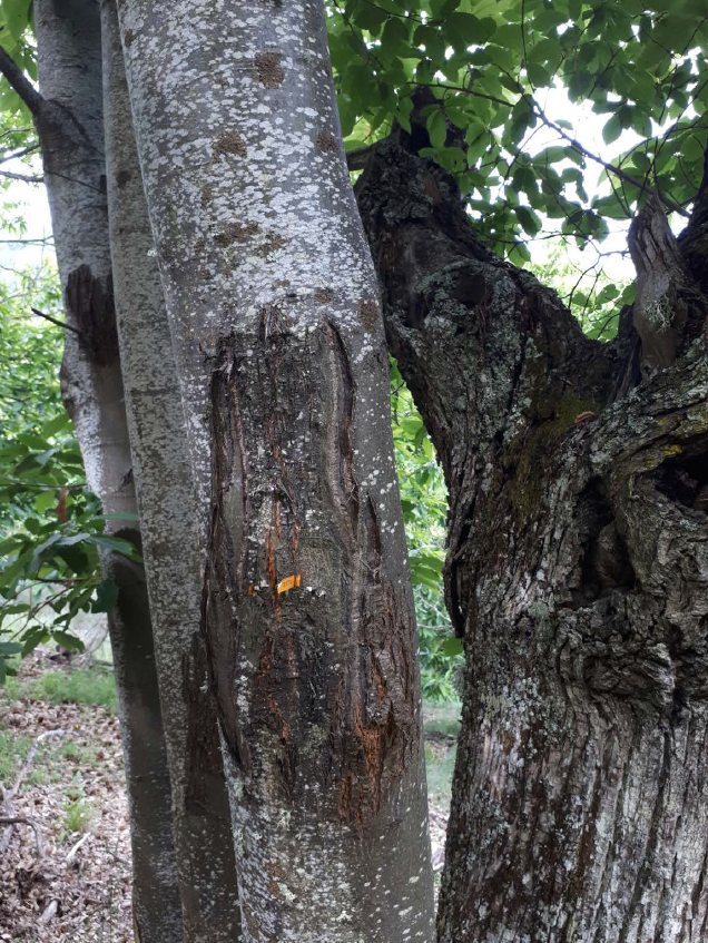 GOYesWeCast's tweet photo. 🌰 En Cataluña, el control biológico ya ha permitido reducir la incidencia del chancro del castaño.

Ahora, desde GO YesWeCast, trabajamos para llevar este conocimiento a otras zonas productoras de España 🌳🔬

Del resultado local a una nueva escala. https://t.co/ETryvtOcdp