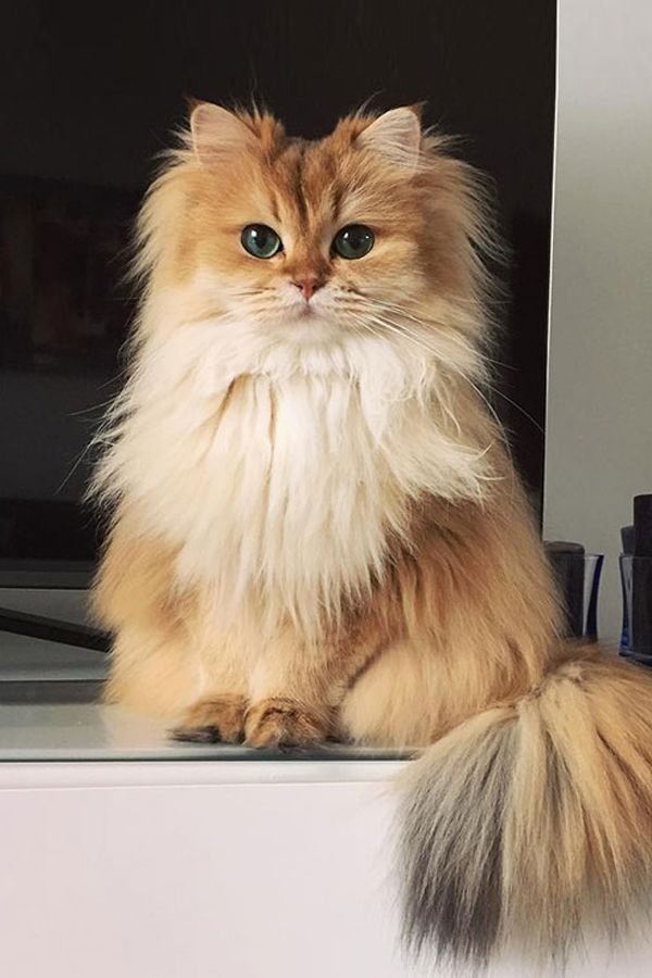 LuxeMeow tweet media