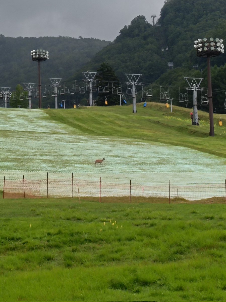 masaboo_snb's tweet photo. 丸沼サマーゲレンデ
鹿1匹貸切 https://t.co/RBGbgzbQgi
