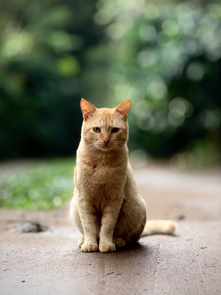 Sachinn5193's tweet photo. Agent Chintu reporting to duty, sir! 🐈

@Apple #ShotOniPhone https://t.co/kZJU7dOe98