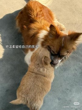 mama00007777's tweet photo. My name is "Wanwan." The joy of my life was meeting a little human girl who loved and cherished me, and becoming her best friend. My happiest moment was giving birth to my baby, savoring that brief time of motherhood, and holding my beloved child close. My most agonizing moment was watching helplessly as four boys brutally beat my beloved child to death. My most horrific ordeal was when those same four boys abused me and burned me alive with gasoline. My name is "Wanwan"; please do not forget me. I hope that one day, my wish will reach all of human society: may we animals and humans coexist peacefully and thrive together on this shared land—for we have no choice but to love.