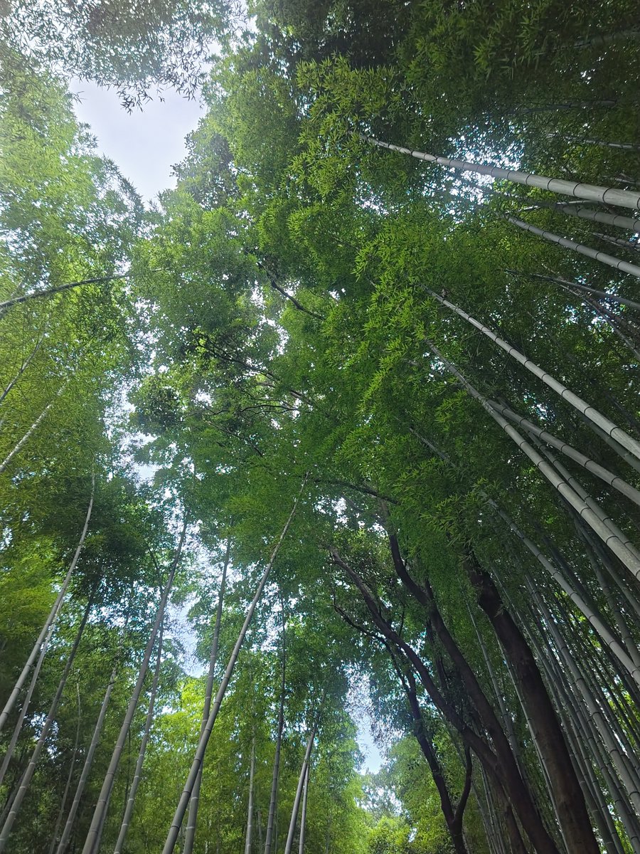 hitomihcx's tweet photo. Bamboo Road/竹林の小径/2026.07.11
#Kyoto #京都 #arashiyama #嵐山
#BambooGrove #竹林
#BambooRoad #竹林の小径
#NearbyBambooGrove #近所の竹林
#hydrangea #紫陽花 #アジサイ https://t.co/RgzLCuw7fB