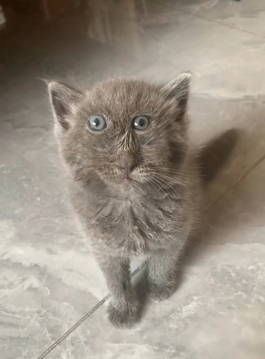 trishanoises's tweet photo. hit my hg blinker at the function now wybie suddenly talking to me about ego death and this fucking cat tryna get a baddies chain whats up lil bitch https://t.co/eTP1mALMXC