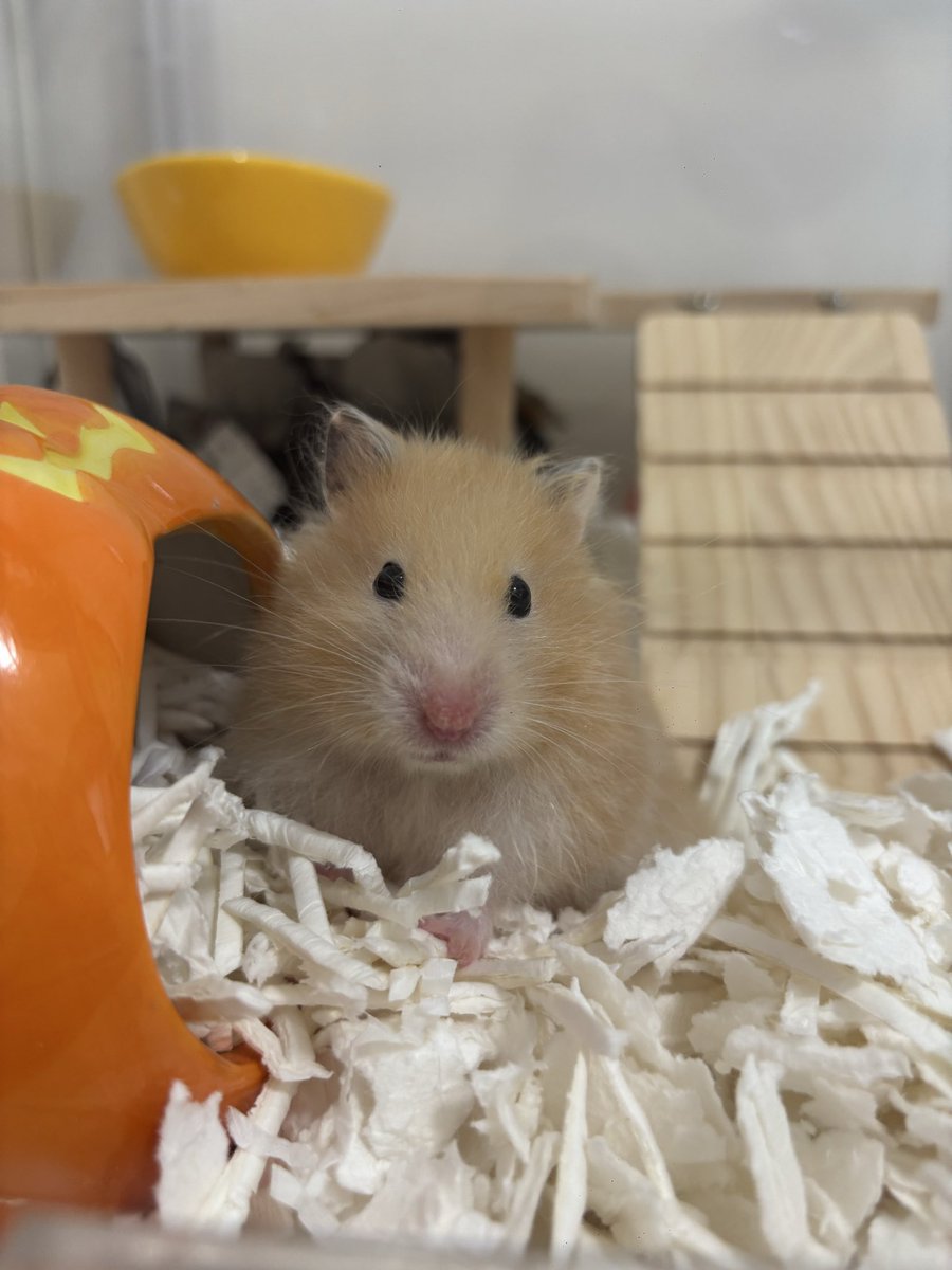 hamupotofu's tweet photo. たまに足元痒そうにしてるけど、それ以外は全然元気で安心🥹
今日お薬塗ってもらったから、痒みも禿げちゃってるところも少しずつマシになっていくといいな https://t.co/AjePBZFDBT