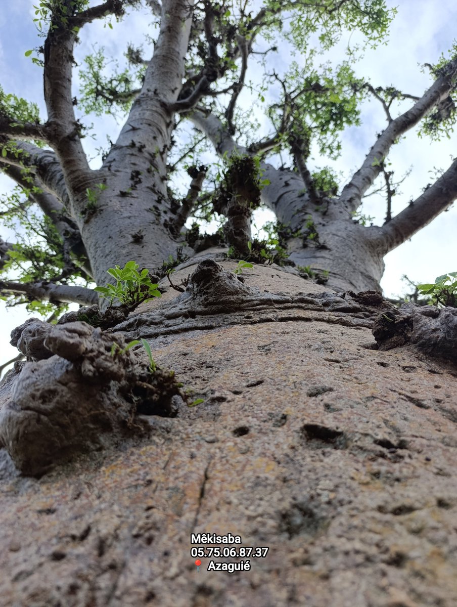 nar6lAfrodiziak's tweet photo. Les arbres ne sont jamais pressés.
Pourtant, ils deviennent immenses.
@KisabaMe @domcorossol @lafriccestchic 
#mekisaba 
#azaguie
#reflexion
#narure https://t.co/KDGulUlC8x