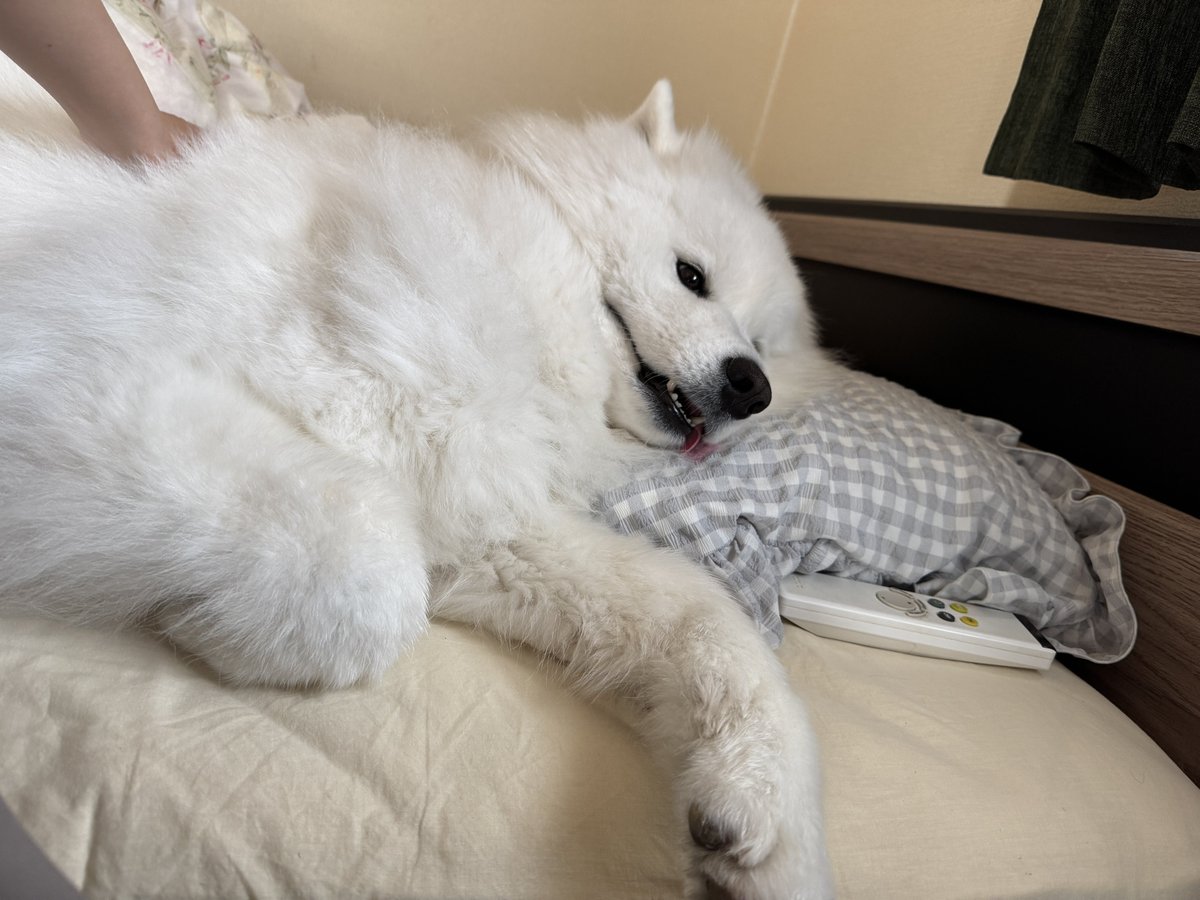 Samoyed_ELLE's tweet photo. すごく人間味のある犬 https://t.co/1ORcUr26k3