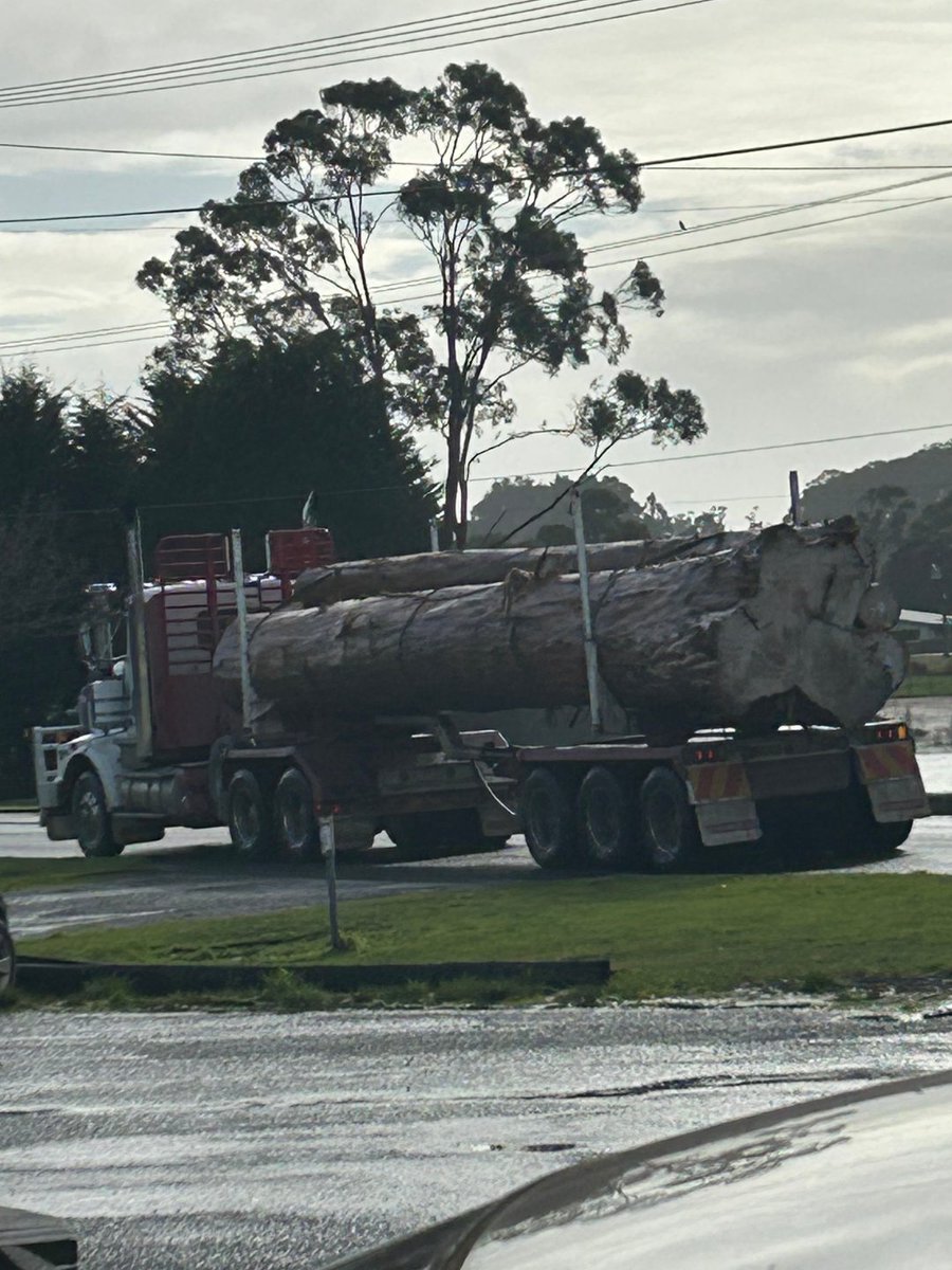 BobBrownFndn's tweet photo. ⚠️Today in Lutruwita / Tasmania: another giant, centuries-old tree destroyed by Forestry Tasmania.

In the middle of a climate and extinction crisis, this must end.

@AlboMP: end native forest logging NOW. #politas https://t.co/cKeSnmVh8m