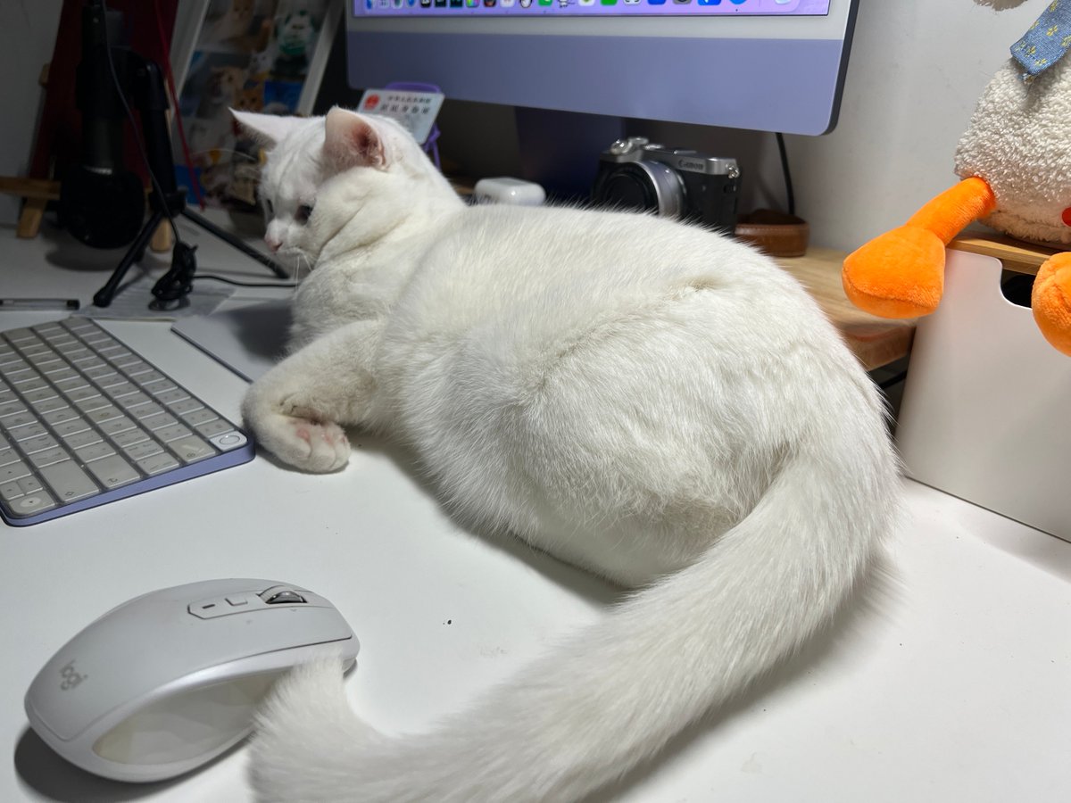 YonghwaSonggg's tweet photo. My intern accidentally replied "Thanks for the cat pics!" to our company’s whole department group chat. Oops—turns out the "cat pics" were the CEO’s unannounced keynote deck. Now my whole team is asking when the "cat video" of the sales numbers is dropping. https://t.co/Mz8u5RjoA7