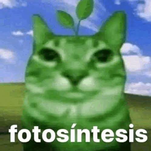 KrowThornes's tweet photo. jangan lupa fotosíntesis https://t.co/b0Y4iQxgFD