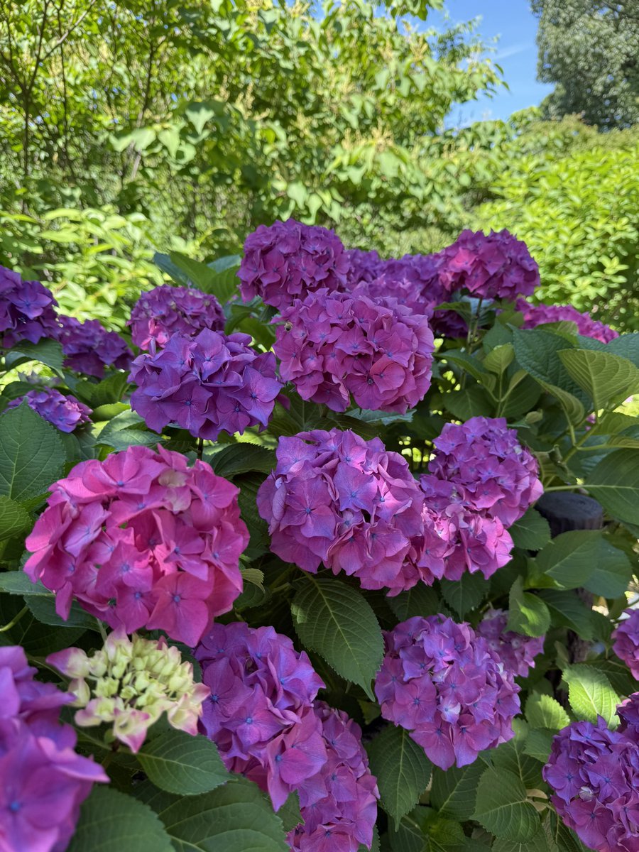 tontoro_7's tweet photo. @breeze_929 
先月
今年２回目の東山動植物園へ

動物園はもちろんだけど
植物園も楽しいんだよなぁ♪

もう暑くなったから、次は秋以降、涼しくなってからかなー？

コアラの寝姿がおもしろくて大笑いしました😆

#ブリーズ929 https://t.co/88IYQURmcX