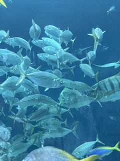 HigherPot's tweet photo. ミストサウナみたいに蒸し暑いお台場です。
週末は水族館でリフレッシュ！
大好きなエイさんをずっと眺めていました（最高の癒しです）
先に進むと伊勢海老さんが・・・（美味しそう）
帰りにエビフライ食べちゃいました（美味かった）
＃SE募集中　＃拡散希望　＃保護猫　＃水族館　＃エビフライ https://t.co/ZFNJO5TXUX