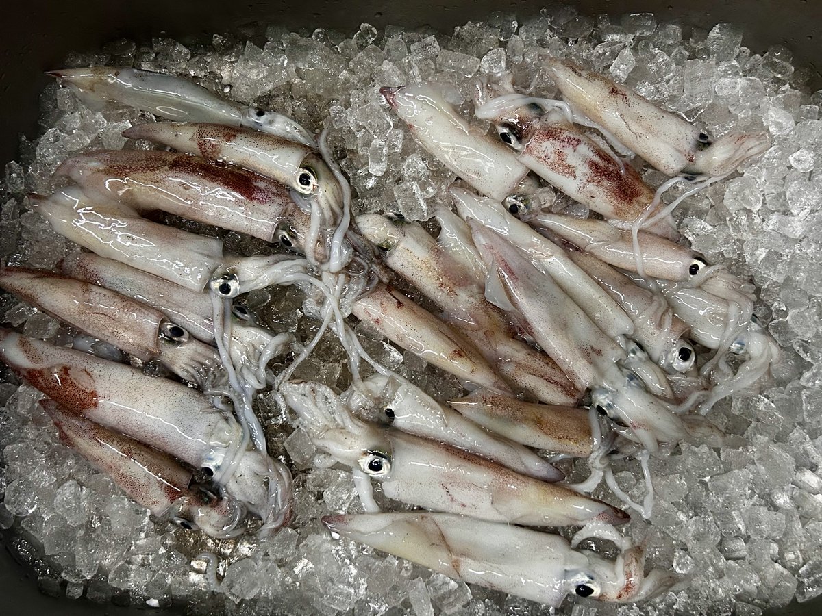 SimantoTeradaya's tweet photo. 板長がケンサキイカを釣ってきてくれましたよー🦑🦑
お刺身、沖漬けでご提供させて頂きます✨
カツオ、清水サバも入荷してます！

暑い日が続きますが美味しいお魚とお酒で今週も乗り切っていきましょーᕙ( 'ω' )ᕗ

#四万十寺田屋 #寺田屋 #ケンサキイカ #釣果 #カツオ #サバ https://t.co/kvbG89gZCG