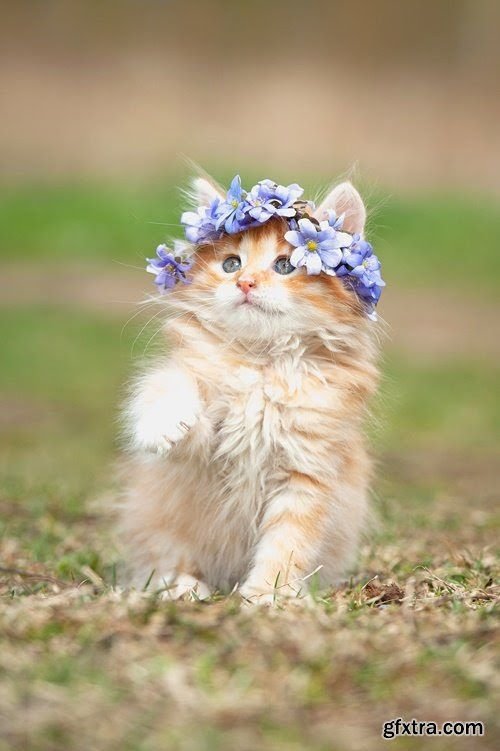 Little kitty tweet media