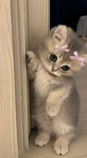Little kitty tweet media