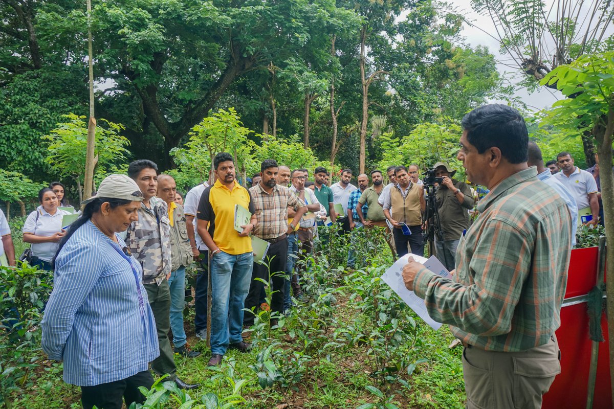 UNDPSriLanka's tweet photo. What’s taking root in Sri Lanka’s tea and rubber landscapes?

From an Organic Tea Village in Lumbini Valley to organising Ragala’s pear growers and taking sustainable land management learning out of the classroom and into the field, change is already taking shape.

The latest Biodiversity and Sustainable Land Management Project e-newsletter brings you stories from the ground, where people, partnerships and practical action are coming together for nature and livelihoods.

Curious? See what’s happening in the landscapes. Read the latest project e-newsletter
https://t.co/QeE0pZP6TS

@Min_of_Env_SL @theGEF @UNDP @UNDPasiapac @Janathakshan @BiodiversitySL 

#Biodiversity #SustainableLandManagement #ClimateAction #SriLanka