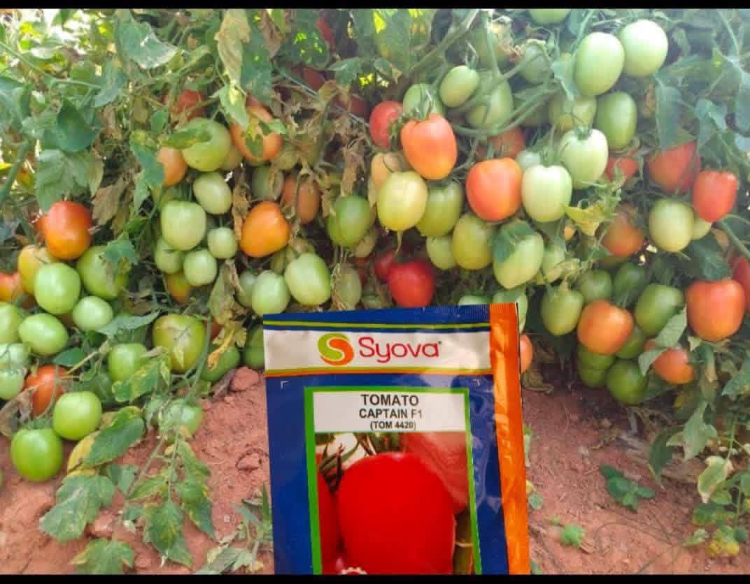 RwandaSeed's tweet photo. 🔥 BAHINZI, UMUSARURO UTANGIRIRA KU MBUTO NZIZA! 🍅💰
Captain F1 ni inyanya zera vuba (mu minsi 60-75), yera toni 35–40 kuri hegitari, kandi imara iminsi 21 itarangiritse nyuma yo gusarura! 🚜💵
💪 Yihanganira  kirabiranya, kababu, fusarium, na ToMV
📍 Kigali – Nyarugenge, Muhima https://t.co/wmdPHVgsMr
